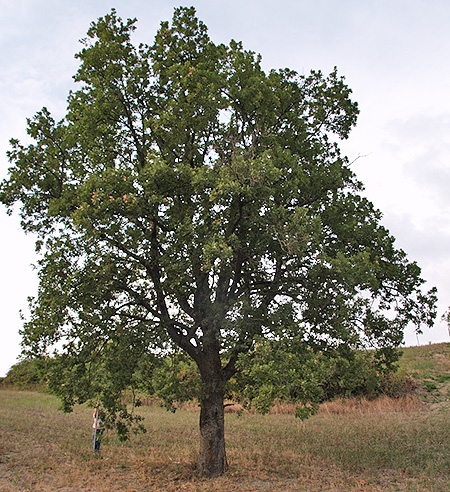 Oasi naturalistica del Carmine